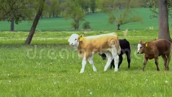 捷克共和国三头小牛奶牛在春天的草地上行走视频的预览图