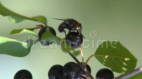 黑浆果有毒视频的预览图