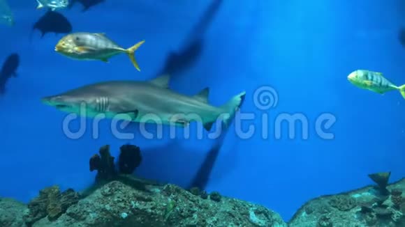 观看深海水族馆里面有很多漂浮的鱼蛇鲨鱼和海鳗海底海洋世界背景视频的预览图
