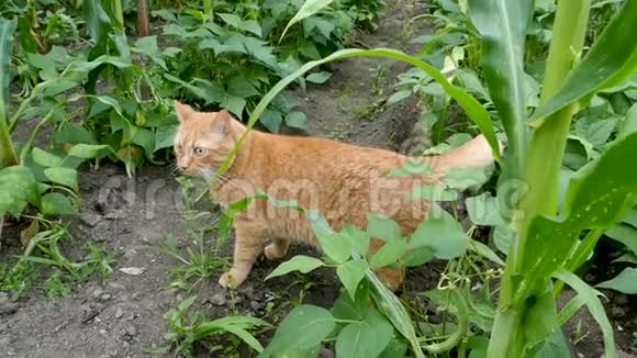 红猫在花园里散步他看着发生的事情离开慢动作视频的预览图