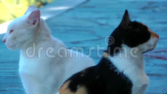 甜白和黑猫视频的预览图