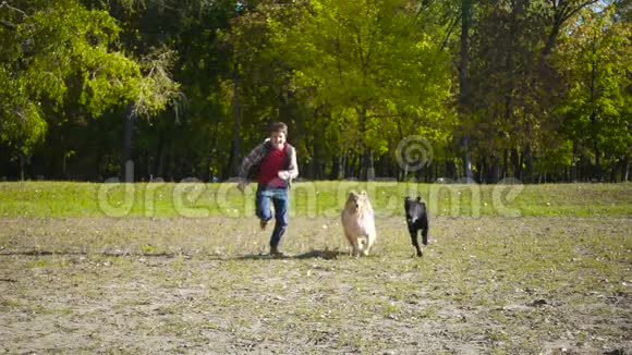 小男孩和两只狗在公园里奔跑视频的预览图