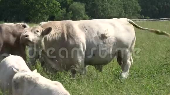 牛通常作为牲畜饲养作为肉类视频的预览图