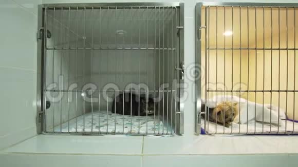 手术后狗和猫被关在笼子里视频的预览图