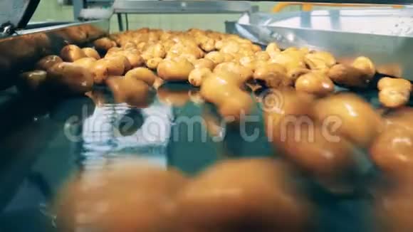 干净的土豆上了自动输送机在工厂运输视频的预览图