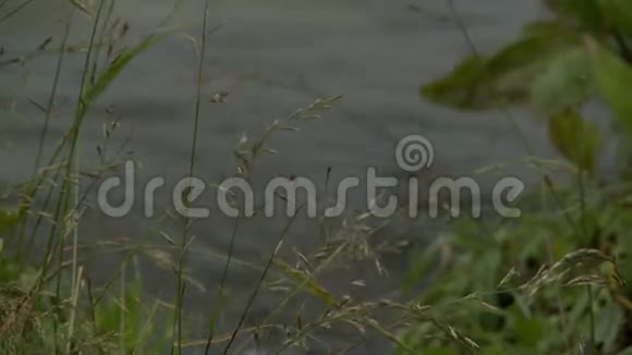 夏日河边多风的草地视频的预览图