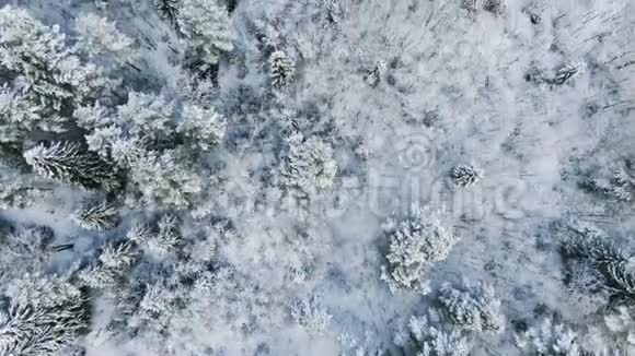 鸟瞰美丽的冬林道路和树木覆盖着雪在晴天动作美丽的冬景视频的预览图