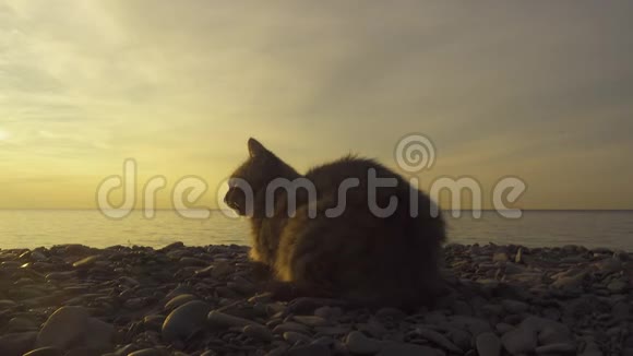 坐在海边的猫视频的预览图