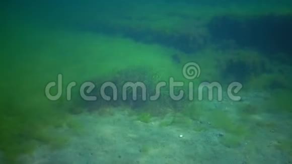 黑海海湾海底的海草矮视频的预览图