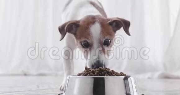 狗从碗的正面看吃视频的预览图