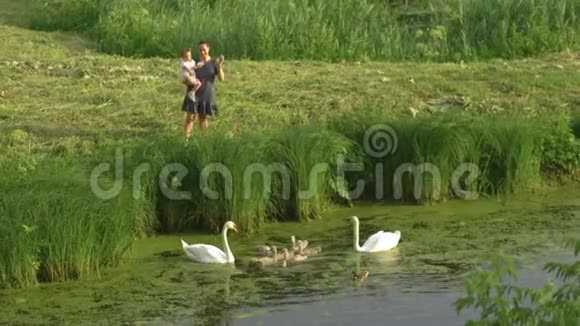 年轻的母亲带着她的小女儿在绿色公园池塘里喂天鹅和小鸭子穿着点缀的裙子视频的预览图