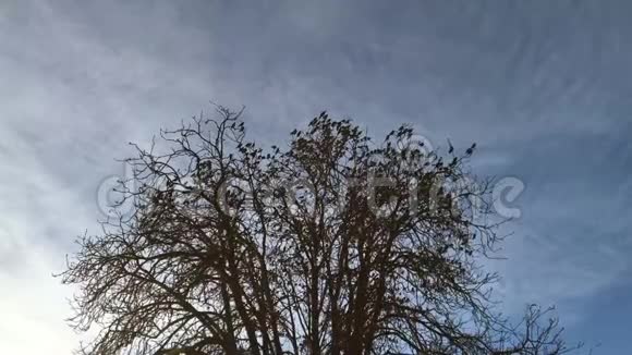 一群鸟土拨鼠视频的预览图