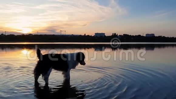 快乐的狗在日落背景下从池塘里喝水在湖面上倒影宠物浇水视频的预览图