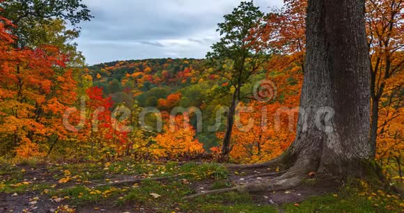 4K秋景随橡树的推移秋天公园里五颜六色的树叶视频的预览图