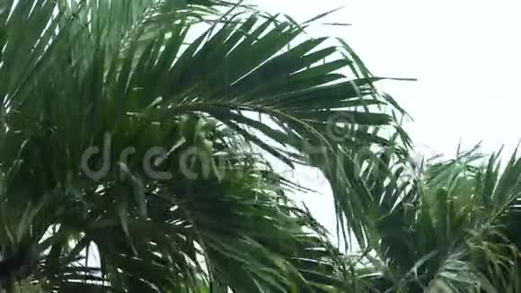 热带风雨视频的预览图