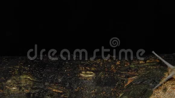 白唇蜗牛在夜间时间流逝视频的预览图