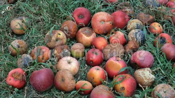 秋天在花园里分解红苹果躺在地上老龄化概念农业背景上景视频的预览图