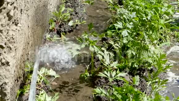 一股水喷射出绿色的欧芹家庭园艺慢动作视频的预览图