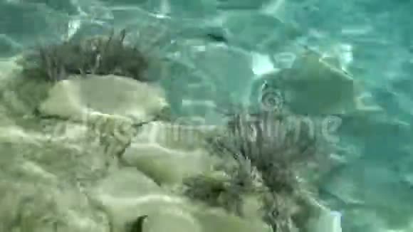 浅湖底的矿物形成和植物生活光线在湖面反射并产生水波视频的预览图