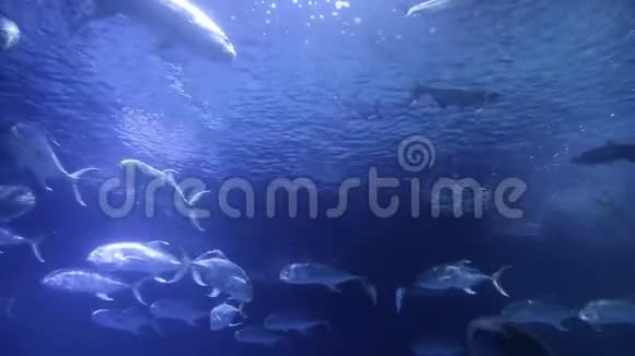 大量海洋鱼类漂浮在蓝水中浅水中视频的预览图