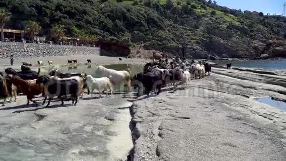 一群山羊围着水池散步视频的预览图
