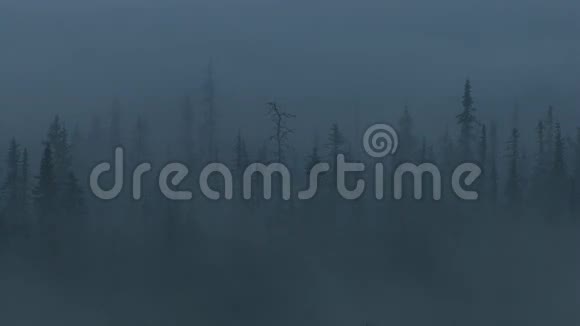 诡异的雾气森林视频的预览图