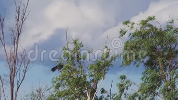 一群老鹰在空中射击视频的预览图