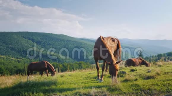一群马在风景如画的山谷在一个风景如画的山谷里吃草视频的预览图
