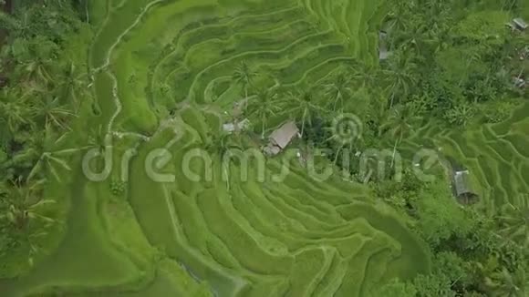 稻田空中景观越南萨帕的无人机景观梯田农业和粮食工业视频的预览图