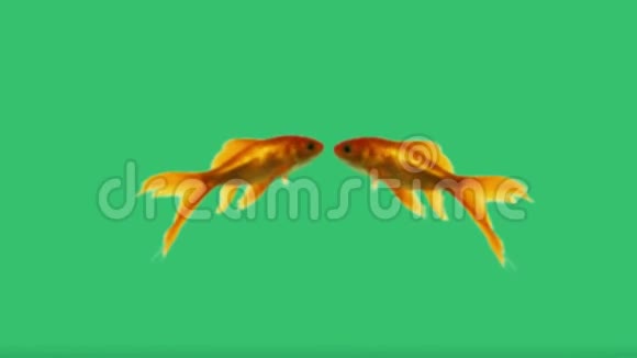 绿色背景下的特写金鱼视频的预览图