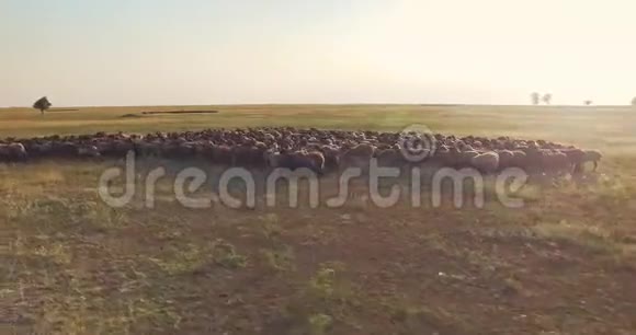 乌克兰草原羊群空中无人驾驶飞机飞行轨迹视频的预览图