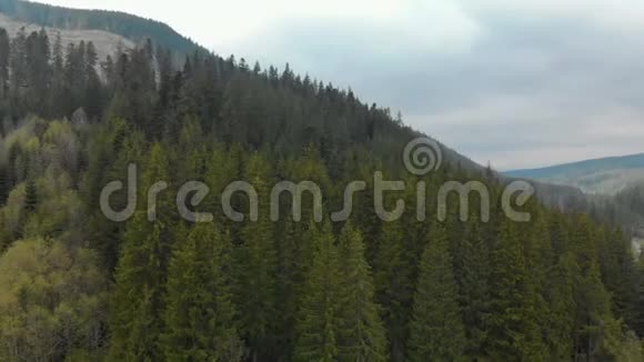 背景高山上美丽的松树喀尔巴阡山视频的预览图