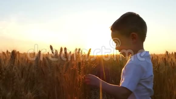 孩子带着愉悦和喜悦在夕阳的映衬下在田野里摸着麦穗这就是视频的预览图