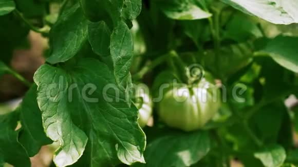 新鲜的绿色西红柿视频的预览图