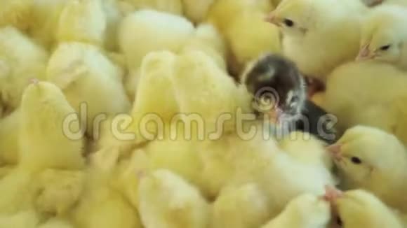 养鸡场的农业孵化器视频的预览图