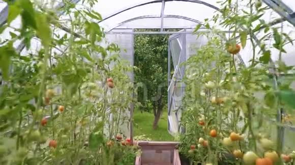 有西红柿的玻璃温室摄像机在移动视频的预览图