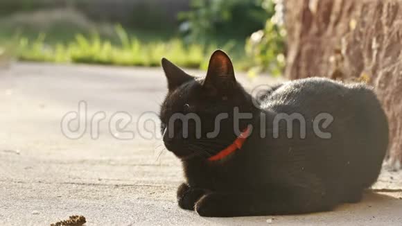 夏天可爱的黑猫视频的预览图
