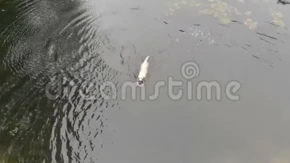 夏天一只白狗在河里用牙齿游来游去视频的预览图