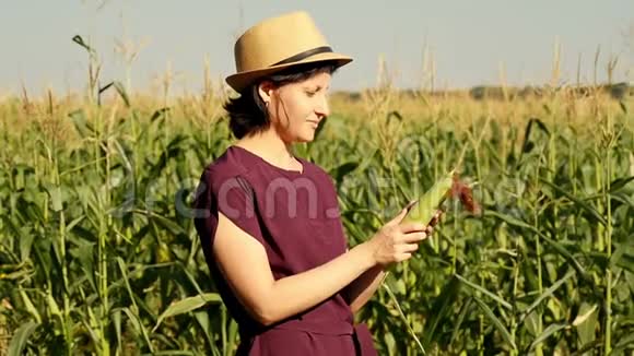 一个农民手里拿着一种玉米检查质量和准备情况农业的概念慢动作视频的预览图