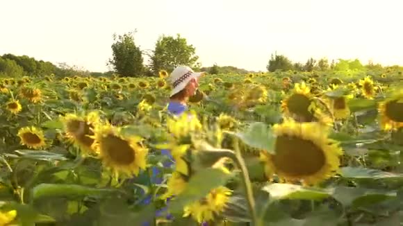 穿着蓝色连衣裙和帽子的女人走在向日葵之间穿过田野农业视频的预览图