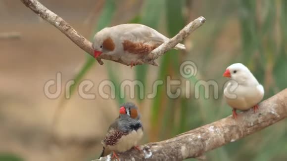 可爱的小鸟在树枝上找到小鸟4k剪辑视频的预览图