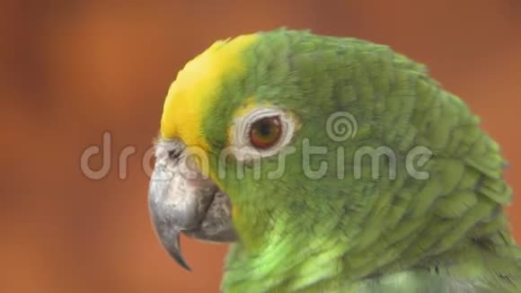 关闭黄色加冕亚马逊鹦鹉4k夹子视频的预览图