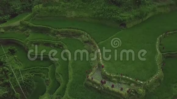 水稻梯田空中观景台广西山区绿色水稻种植农业产业视频的预览图