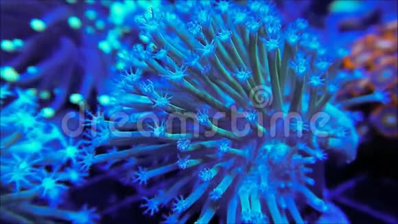 绿色蟾蜍凳皮革珊瑚移动视频的预览图