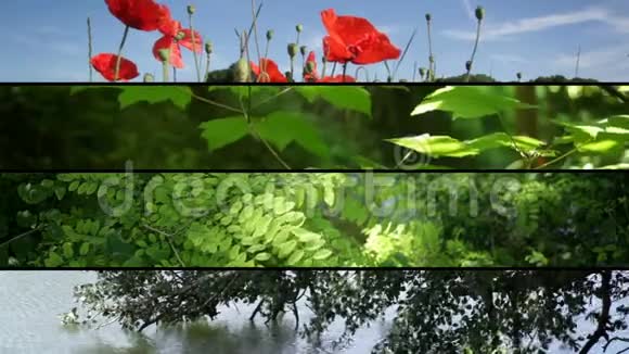 马赛克的图像由自然拍摄的视频组成视频的预览图