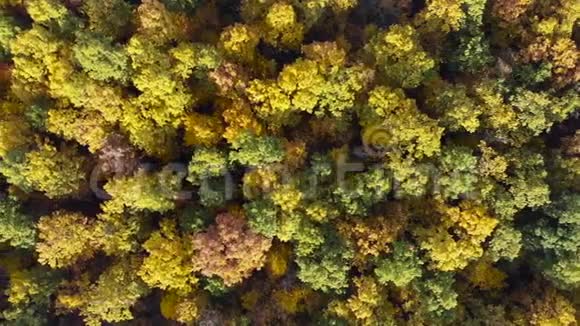 天顶向下在阳光明媚的日子里飞行在一个令人惊叹的五颜六色的树梢上树叶转动美丽的秋树视频的预览图
