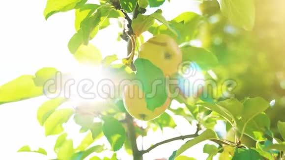 在阳光明媚的夏天雌性手从树上摘苹果视频的预览图