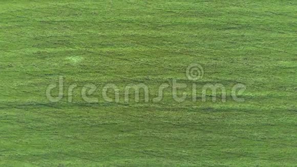 从顶部拍摄的新鲜青草空中无人机冬季作物模式视频的预览图