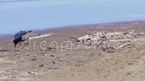 白黑鸟灰色的雨洪积物沿着沙岸行走大风在波浪中翻滚视频的预览图