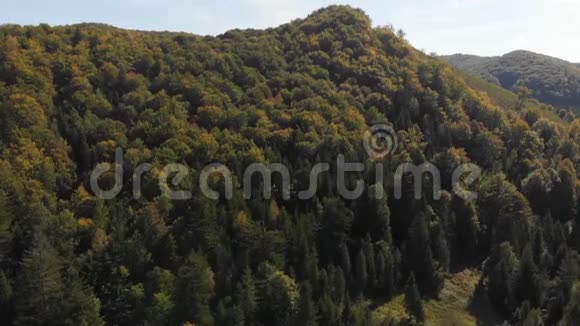 夏季覆盖喀尔巴阡山脉斜坡的高大松树的空中拍摄视频的预览图